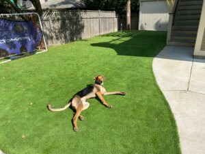 Pet Turf Installation Milwaukee, WI