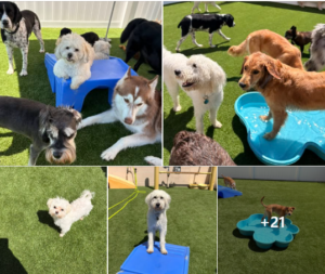 Happy dogs playing on clean, green synthetic pet turf at a professional facility in Southeast Wisconsin.